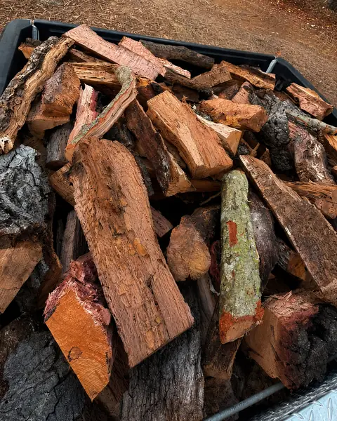 Split Santa Maria red oak, close up